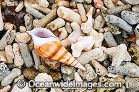 Beach Coral Shells Photo - Gary Bell
