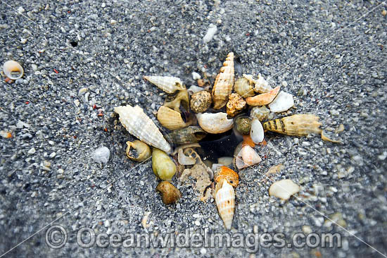 Mud Whelk (Pyrazus sp.) - surrounding the entrance to a marine crustacean hole (possibly shrimp). Hayman Island, Whitsunday Islands, Queensland, Australia Photo - Gary Bell Mud Whelk (Pyrazus sp.) - surrounding the entrance to a marine crustacean hole (possibly shrimp). Hayman Island, Whitsunday Islands, Queensland, Australia Photo - Gary Bell