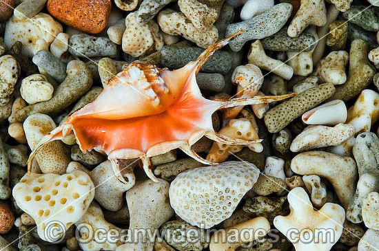 Beach Stromb Shell photo