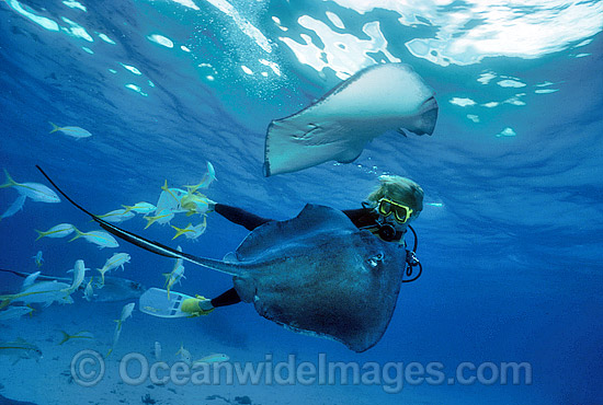 Scuba Diver hand feeding Southern Stingray (Dasyatis americana). 'Stingray City', Grand Cayman Island, British West Indies (Caribbean). Photo - Gary Bell Scuba Diver hand feeding Southern Stingray (Dasyatis americana). 'Stingray City', Grand Cayman Island, British West Indies (Caribbean). Photo - Gary Bell