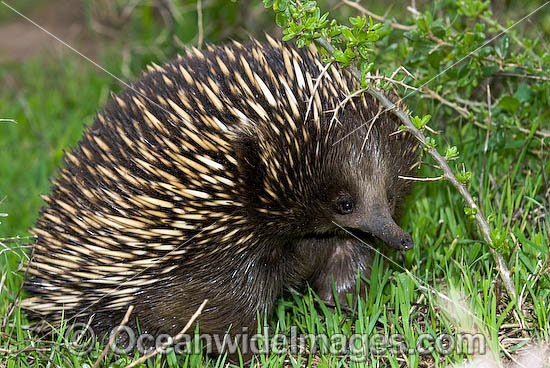 Short-beaked Echidna (Tachyglossus aculaetus). Echidnas are egg laying mammals found throughout Australia, Australia Photo - Gary Bell Short-beaked Echidna (Tachyglossus aculaetus). Echidnas are egg laying mammals found throughout Australia, Australia Photo - Gary Bell
