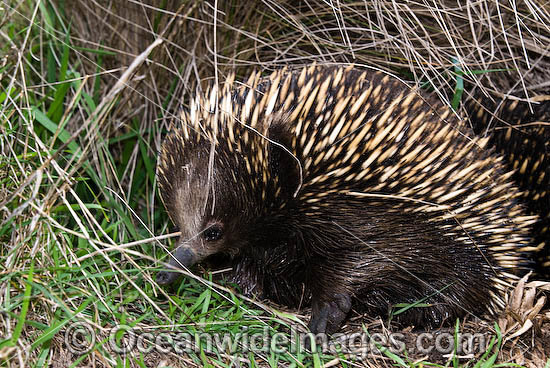 Short-beaked Echidna (Tachyglossus aculaetus). Echidnas are egg laying mammals found throughout Australia, Australia Photo - Gary Bell Short-beaked Echidna (Tachyglossus aculaetus). Echidnas are egg laying mammals found throughout Australia, Australia Photo - Gary Bell