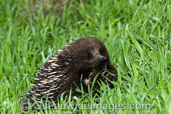Short-beaked Echidna (Tachyglossus aculaetus). Echidnas are egg laying mammals found throughout Australia, Australia Photo - Gary Bell Short-beaked Echidna (Tachyglossus aculaetus). Echidnas are egg laying mammals found throughout Australia, Australia Photo - Gary Bell