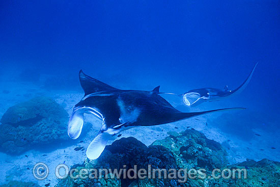 Giant Oceanic Manta Ray (Manta birostris). Found throughout the world in tropical and subtropical waters, but also can be found in temperate waters. Largest type of ray in the world, recorded at over 7.6 metres (26ft) across. Great Barrier Reef, Australia Photo - Gary Bell Giant Oceanic Manta Ray (Manta birostris). Found throughout the world in tropical and subtropical waters, but also can be found in temperate waters. Largest type of ray in the world, recorded at over 7.6 metres (26ft) across. Great Barrier Reef, Australia Photo - Gary Bell