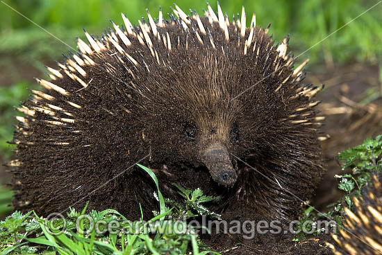 Short-beaked Echidna (Tachyglossus aculaetus). Echidnas are egg laying mammals found throughout Australia, Australia Photo - Gary Bell Short-beaked Echidna (Tachyglossus aculaetus). Echidnas are egg laying mammals found throughout Australia, Australia Photo - Gary Bell