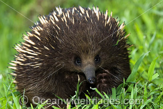 Short-beaked Echidna photo