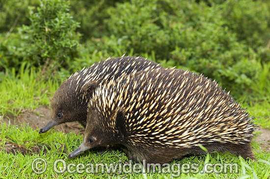 Short-beaked Echidnas courting photo