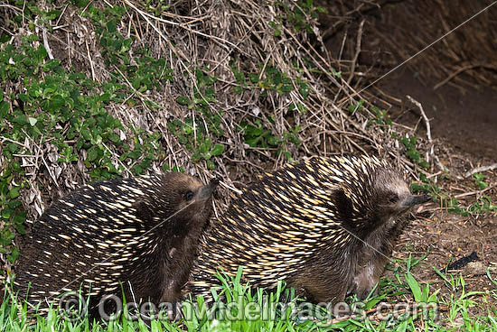 Short-beaked Echidnas (Tachyglossus aculaetus) - courting male and female. Echidnas are egg laying mammals found throughout Australia, Australia Photo - Gary Bell Short-beaked Echidnas (Tachyglossus aculaetus) - courting male and female. Echidnas are egg laying mammals found throughout Australia, Australia Photo - Gary Bell