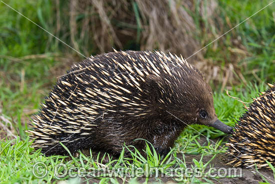 Short-beaked Echidna (Tachyglossus aculaetus). Echidnas are egg laying mammals found throughout Australia, Australia Photo - Gary Bell Short-beaked Echidna (Tachyglossus aculaetus). Echidnas are egg laying mammals found throughout Australia, Australia Photo - Gary Bell