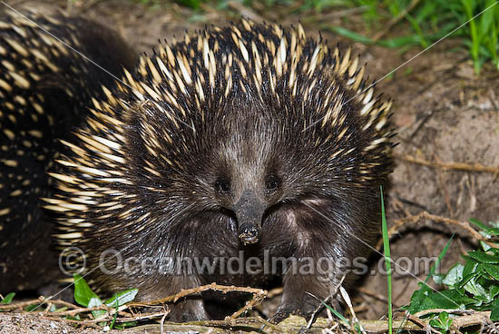 Short-beaked Echidna (Tachyglossus aculaetus). Echidnas are egg laying mammals found throughout Australia, Australia Photo - Gary Bell Short-beaked Echidna (Tachyglossus aculaetus). Echidnas are egg laying mammals found throughout Australia, Australia Photo - Gary Bell