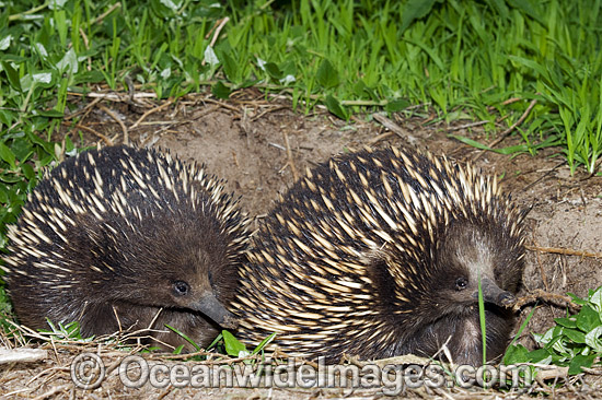 Short-beaked Echidnas (Tachyglossus aculaetus) - courting male and female. Echidnas are egg laying mammals found throughout Australia, Australia Photo - Gary Bell Short-beaked Echidnas (Tachyglossus aculaetus) - courting male and female. Echidnas are egg laying mammals found throughout Australia, Australia Photo - Gary Bell