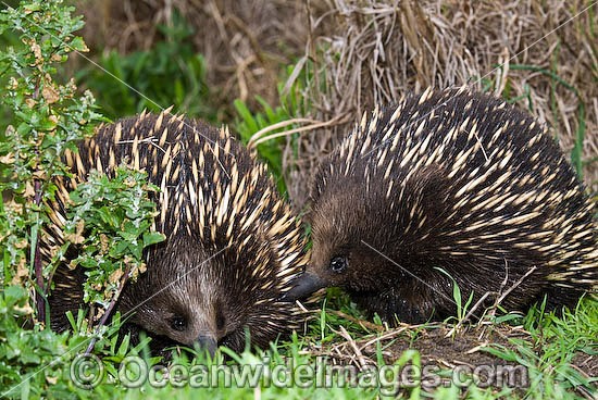 Short-beaked Echidnas (Tachyglossus aculaetus) - courting male and female. Echidnas are egg laying mammals found throughout Australia, Australia Photo - Gary Bell