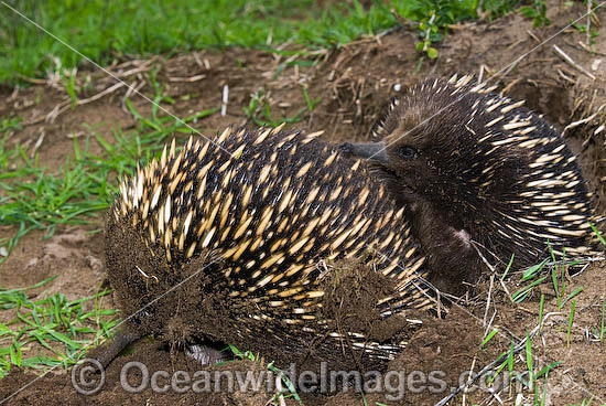 Short-beaked Echidnas (Tachyglossus aculaetus) - courting male and female. Echidnas are egg laying mammals found throughout Australia, Australia Photo - Gary Bell Short-beaked Echidnas (Tachyglossus aculaetus) - courting male and female. Echidnas are egg laying mammals found throughout Australia, Australia Photo - Gary Bell