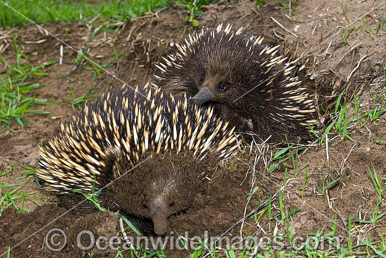 Short-beaked Echidnas (Tachyglossus aculaetus) - courting male and female. Echidnas are egg laying mammals found throughout Australia, Australia Photo - Gary Bell Short-beaked Echidnas (Tachyglossus aculaetus) - courting male and female. Echidnas are egg laying mammals found throughout Australia, Australia Photo - Gary Bell