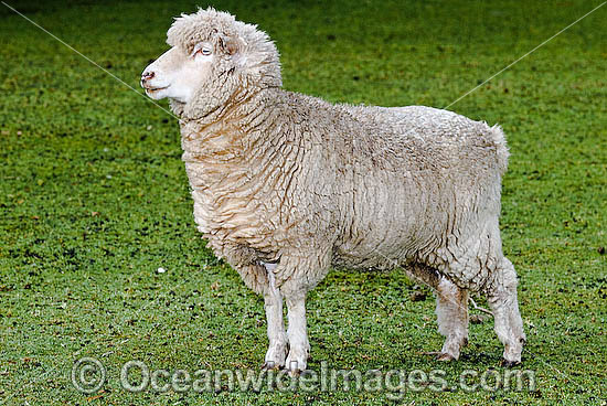 Merino Ewe Victoria Australia photo Merino Ewe Victoria Australia photo