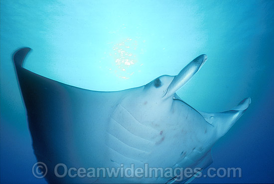Giant Oceanic Manta Ray (Manta birostris). Found throughout the world in tropical and subtropical waters, but also can be found in temperate waters. Largest type of ray in the world, recorded at over 7.6 metres (26ft) across. Great Barrier Reef, Australia Photo - Gary Bell Giant Oceanic Manta Ray (Manta birostris). Found throughout the world in tropical and subtropical waters, but also can be found in temperate waters. Largest type of ray in the world, recorded at over 7.6 metres (26ft) across. Great Barrier Reef, Australia Photo - Gary Bell