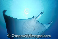 Manta Ray Manta birostris D Photo - Gary Bell