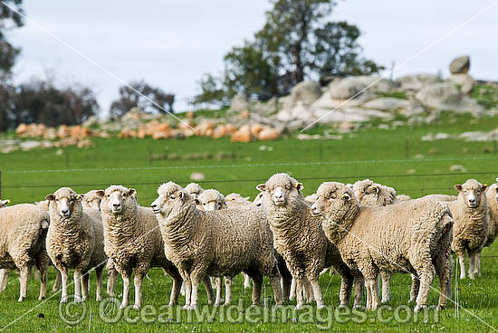 Merino sheep grazing Victoria Australia photo