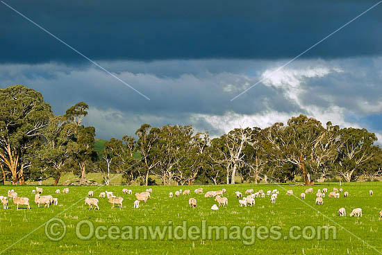 Flock of Merino sheep grazing Australia photo
