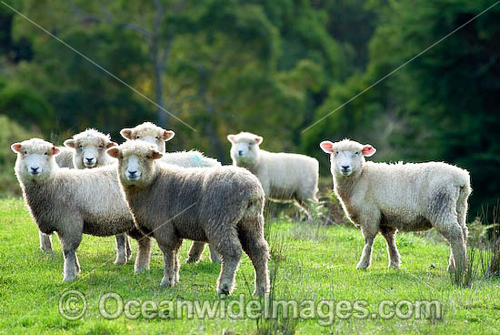 Merino sheep grazing Australia photo Merino sheep grazing Australia photo