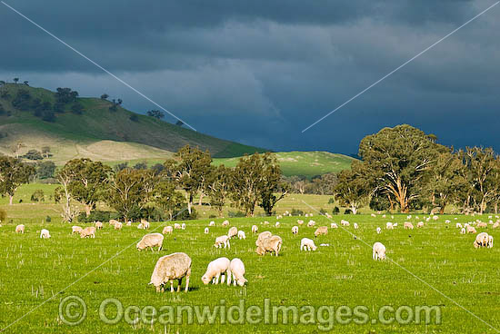 Flock of Merino Sheep (Ovis Aries) grazing in a field. Country Victoria, Australia Photo - Gary Bell