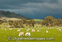 Flock of Merino sheep grazing Australia Photo - Gary Bell