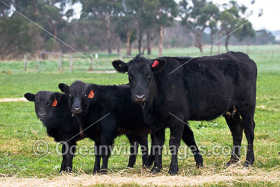 Black Angus Cattle calves photo