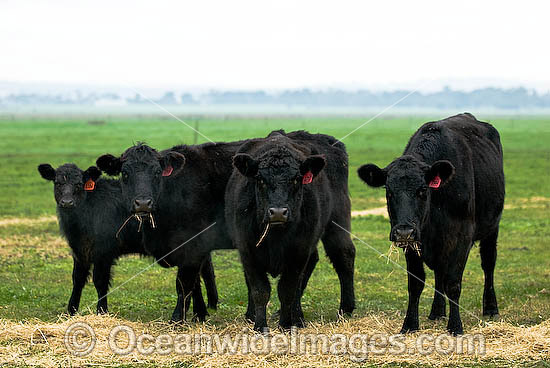 Black Angus Cattle photo