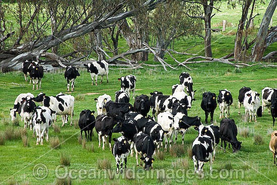 Holstein Dairy Cattle Victoria photo
