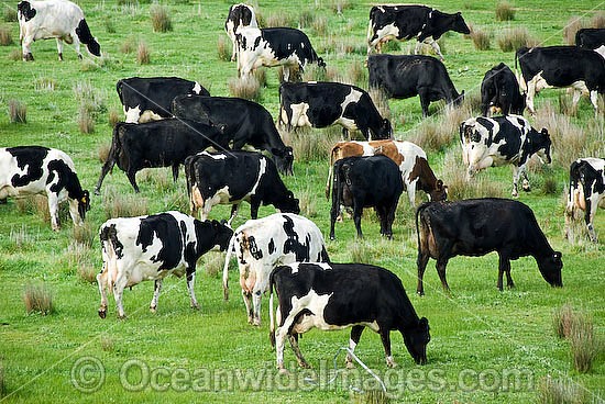 holstein dairy cow. Holstein Dairy Cows (Box