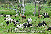 Holstein Dairy Cattle Victoria Photo - Gary Bell
