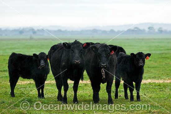 Black Angus Cattle calves grazing photo