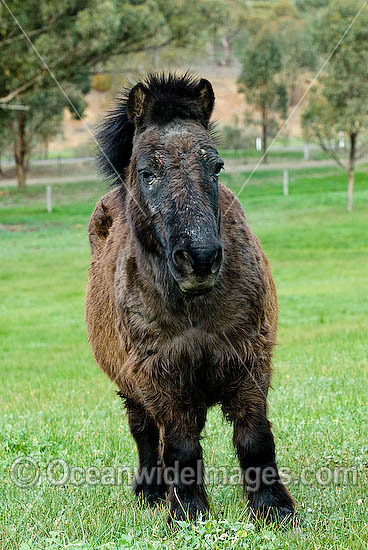 Shetland Pony in field Victoria Australia photo