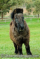 Shetland Pony in field Victoria Australia Photo - Gary Bell