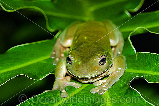 Green Tree Frog (Litoria caerulea). Found in a variety of habitats from dry interior to coast of north-western Western Australia, Northern Territory, Queensland, South Australia and New South Wales. Also found in southern New Guinea Photo - Gary Bell