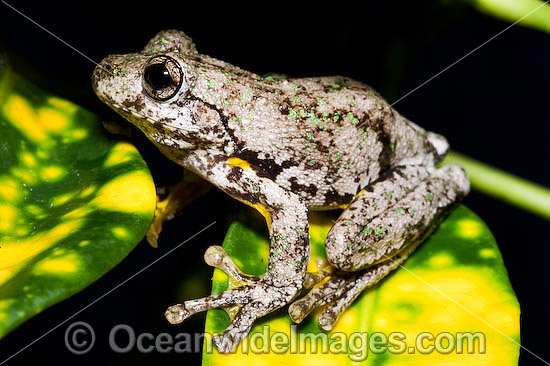 Peron's Tree Frog (Litoria peronii). Found in a wide variety of habitats from dry inland areas to coast of south-eastern Queensland, New South Wales and Victoria, Australia Photo - Gary Bell