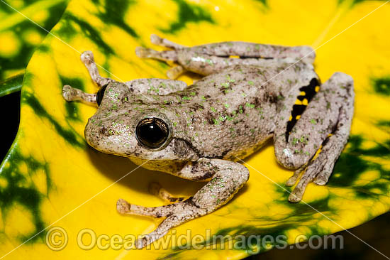 Peron's Tree Frog photo