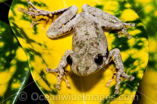 Peron's Tree Frog (Litoria peronii). Found in a wide variety of habitats from dry inland areas to coast of south-eastern Queensland, New South Wales and Victoria, Australia Photo - Gary Bell