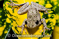 Peron's Tree Frog Litoria peronii Photo - Gary Bell