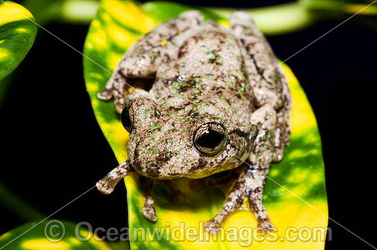 Peron's Tree Frog Litoria peronii photo Peron's Tree Frog Litoria peronii photo