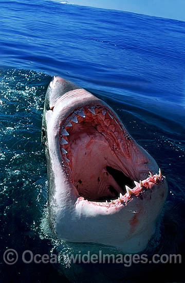 Great White Shark (Carcharodon carcharias), with open jaws on surface. Found throughout the world's oceans, but mostly in temperate seas. Photo was taken at Gansbaai, South Africa. Protected species Classified as Vulnerable on the IUCN Red List. Photo - Gary Bell Great White Shark (Carcharodon carcharias), with open jaws on surface. Found throughout the world's oceans, but mostly in temperate seas. Photo was taken at Gansbaai, South Africa. Protected species Classified as Vulnerable on the IUCN Red List. Photo - Gary Bell
