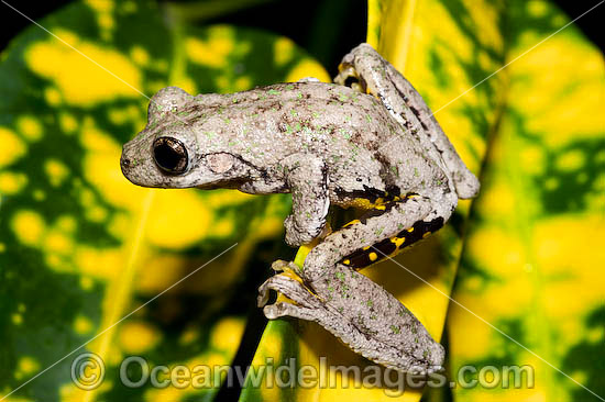Peron's Tree Frog Litoria peronii photo