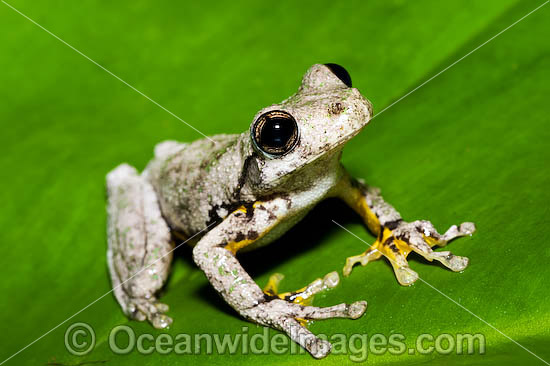 Peron's Tree Frog photo