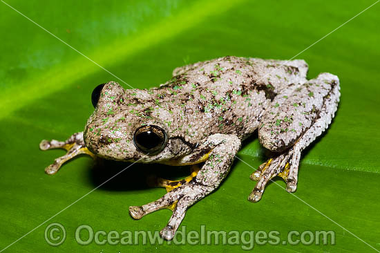 Peron's Tree Frog Litoria peronii photo