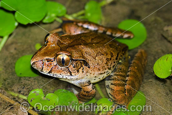 Giant Barred Frog Mixophyes iteratus photo