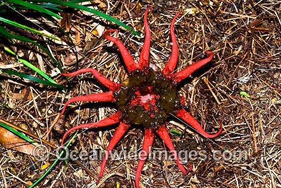Red Fingers Fungi Colus pusillus photo