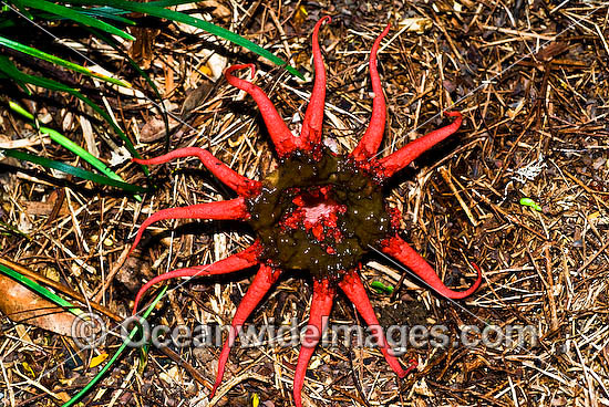 Red Fingers Fungi Colus pusillus photo Red Fingers Fungi Colus pusillus photo