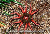 Red Fingers Fungi Colus pusillus Photo - Gary Bell