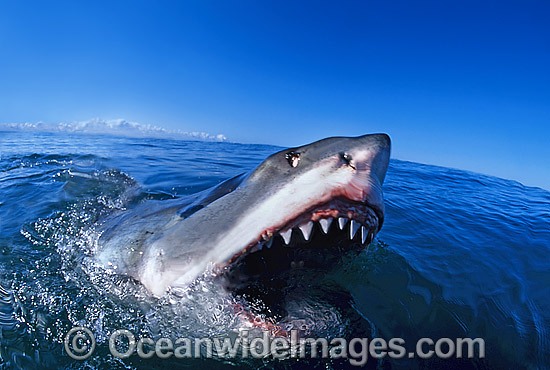 Great White Shark (Carcharodon carcharias), with open jaws on surface. Found throughout the world's oceans, but mostly in temperate seas. Photo was taken at Gansbaai, South Africa. Protected species Classified as Vulnerable on the IUCN Red List. Photo - Gary Bell Great White Shark (Carcharodon carcharias), with open jaws on surface. Found throughout the world's oceans, but mostly in temperate seas. Photo was taken at Gansbaai, South Africa. Protected species Classified as Vulnerable on the IUCN Red List. Photo - Gary Bell
