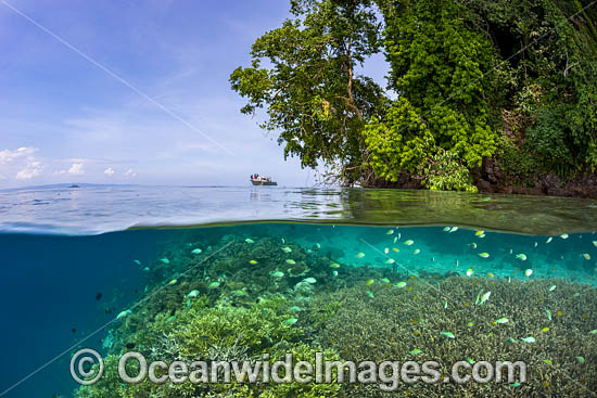 Coral reef island photo